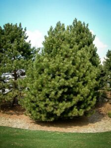 Сосна Чёрная (Pinus Nigra) купить по цене от 270.00р. в интернет-магазине «Посадика» с доставкой почтой в в Лобняе и по всей России – [изображение №1].