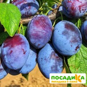 Слива Чачакская ранняя купить по цене от 229.00р. в интернет-магазине «Посадика» с доставкой почтой в в Лобняе и по всей России – [изображение №1].