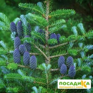 Пихта корейская (Abies koreana) купить по цене от 450.00р. в интернет-магазине «Посадика» с доставкой почтой в в Лобняе и по всей России – [изображение №1].