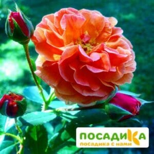 Роза Арабия купить по цене от 350.00р. в интернет-магазине «Посадика» с доставкой почтой в в Лобняе и по всей России – [изображение №1].