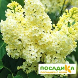 Сирень Примроуз (Primrose) купить по цене от 529.00р. в интернет-магазине «Посадика» с доставкой почтой в в Лобняе и по всей России – [изображение №1].