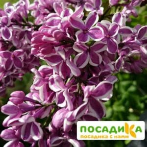 Сирень Сенсация купить по цене от 529.00р. в интернет-магазине «Посадика» с доставкой почтой в в Лобняе и по всей России – [изображение №1].