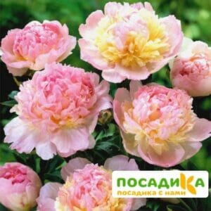 Пион Распберри Сандей (Paeonia Raspberry Sundae) купить по цене от 959р. в интернет-магазине «Посадика» с доставкой почтой в в Лобняе и по всей России – [изображение №1].