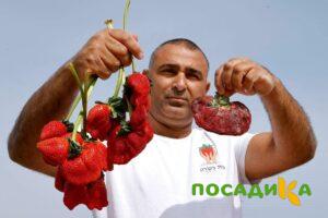 Клубника Гигант Джорнея купить по цене от 266р. в интернет-магазине «Посадика» с доставкой почтой в в Лобняе и по всей России – [изображение №1].