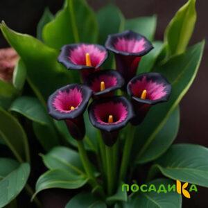 Калла Аура Лейс купить по цене от 400р. в интернет-магазине «Посадика» с доставкой почтой в в Лобняе и по всей России – [изображение №1].