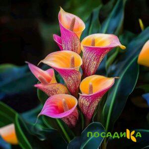 Калла Оникс купить по цене от 450р. в интернет-магазине «Посадика» с доставкой почтой в в Лобняе и по всей России – [изображение №1].