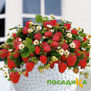 Клубника Рубиновый Шепот (горшечная) купить по цене от 240р. в интернет-магазине «Посадика» с доставкой почтой в в Лобняе и по всей России – [изображение №1].