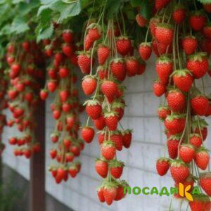 Клубника вьющаяся Комплимент купить по цене от 470р. в интернет-магазине «Посадика» с доставкой почтой в в Лобняе и по всей России – [изображение №1].