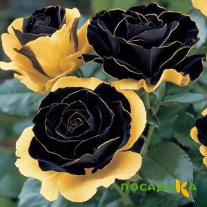 Роза Ханни Сикл купить по цене от 700р. в интернет-магазине «Посадика» с доставкой почтой в в Лобняе и по всей России – [изображение №1].