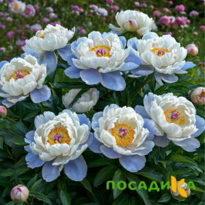 Пион акварельный Этюд купить по цене от 806р. в интернет-магазине «Посадика» с доставкой почтой в в Лобняе и по всей России – [изображение №1].