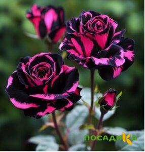 Роза Багровый Шепот купить по цене от 366р. в интернет-магазине «Посадика» с доставкой почтой в в Лобняе и по всей России – [изображение №1].