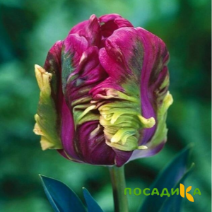 Тюльпан Экзотик Хэвен купить по цене от 186р. в интернет-магазине «Посадика» с доставкой почтой в в Лобняе и по всей России – [изображение №1].